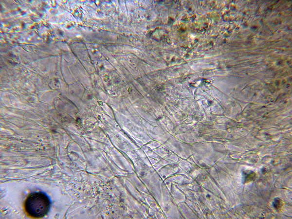 Un corticale simile a Coniophora